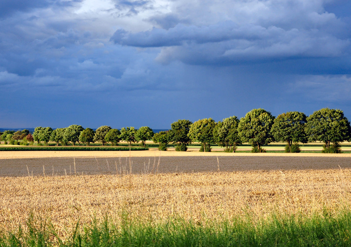 Baumreihe zwischen Sonn und Regen bei Euskirchen - 06.08.2022