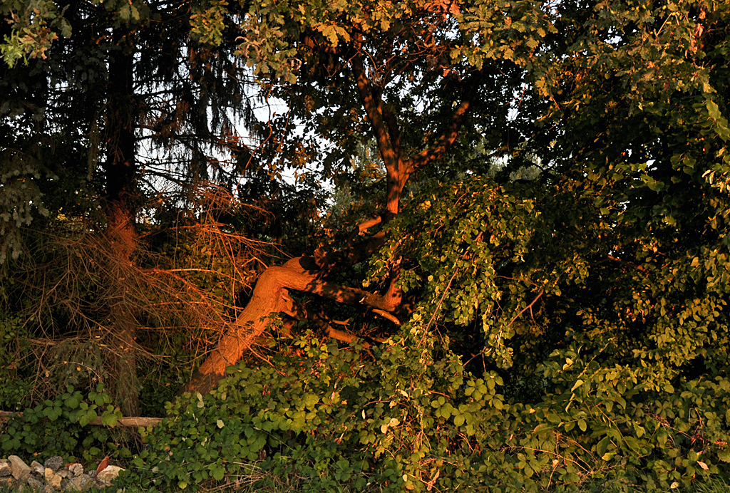 Baumverhau  im morgendlichen Rot der Sonne - 02.10.2013
