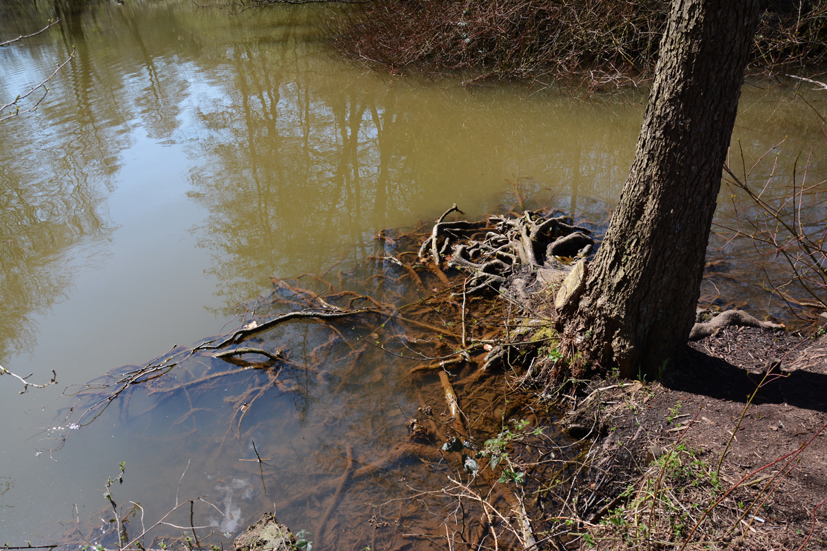 Baumwurzeln im Mühlensee bei Kommern - 15.04.2015