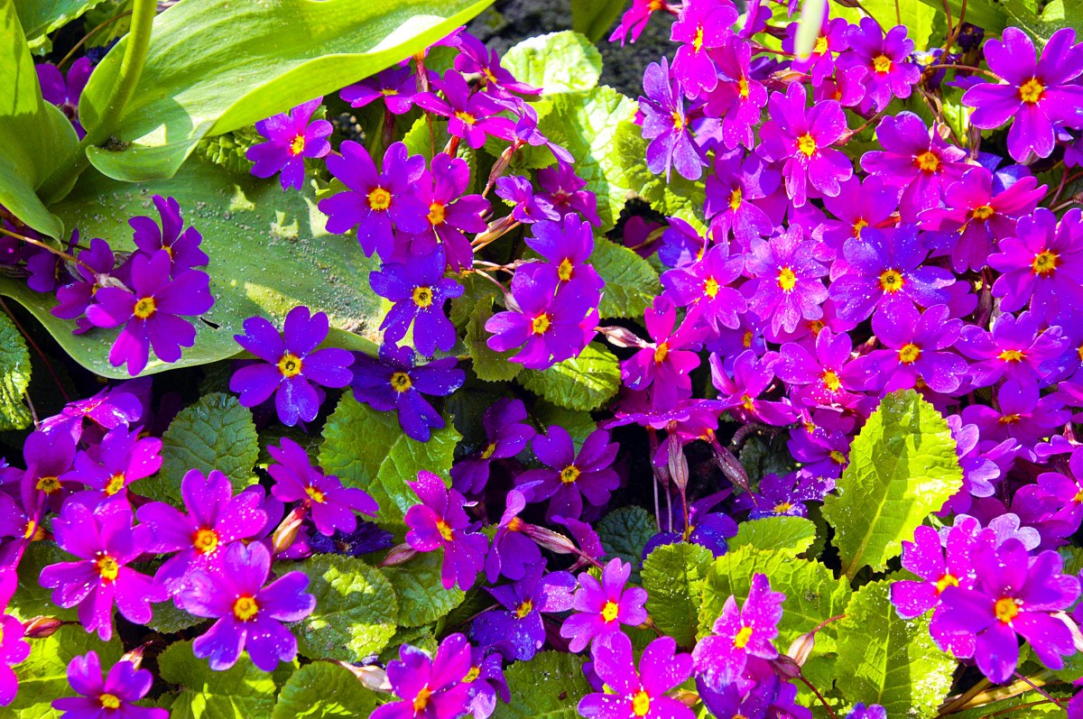 Becherprimel (Primula obconica) im Garten Emil Noldes auf Seebüll i Nordfriesland. Der Garten wurde nach Vorstellungen der Emil Noldes angelegt. Aufnahme: Mai 2007.