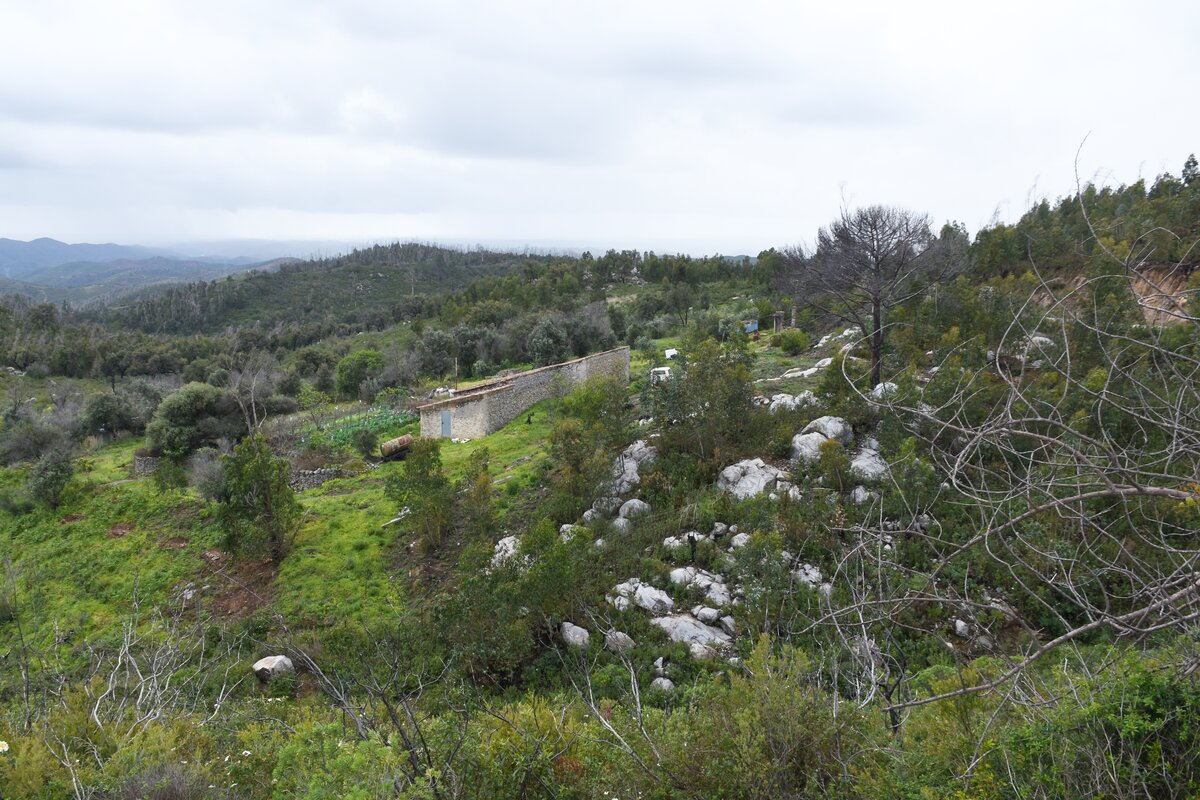 bei ALFERCE, 21.03.2022, in der Serra de Monchique auf ungefähr 700 m über dem Meeresspiegel