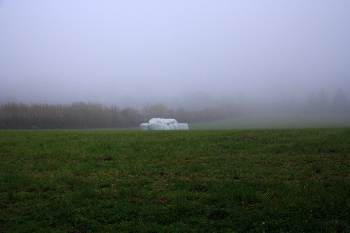 Bei Nebel am Gemmenicher-Weg am Nachtmittag vom 16.11.2013.