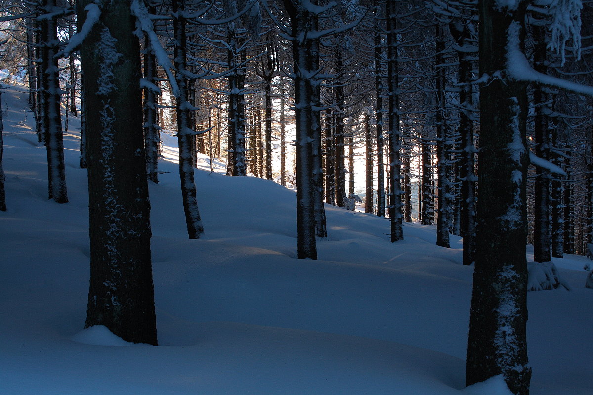 Beim Abstieg vom Wurmberg fällt goldenes Licht der Abendsonne in den Wald; 14.02.2021...