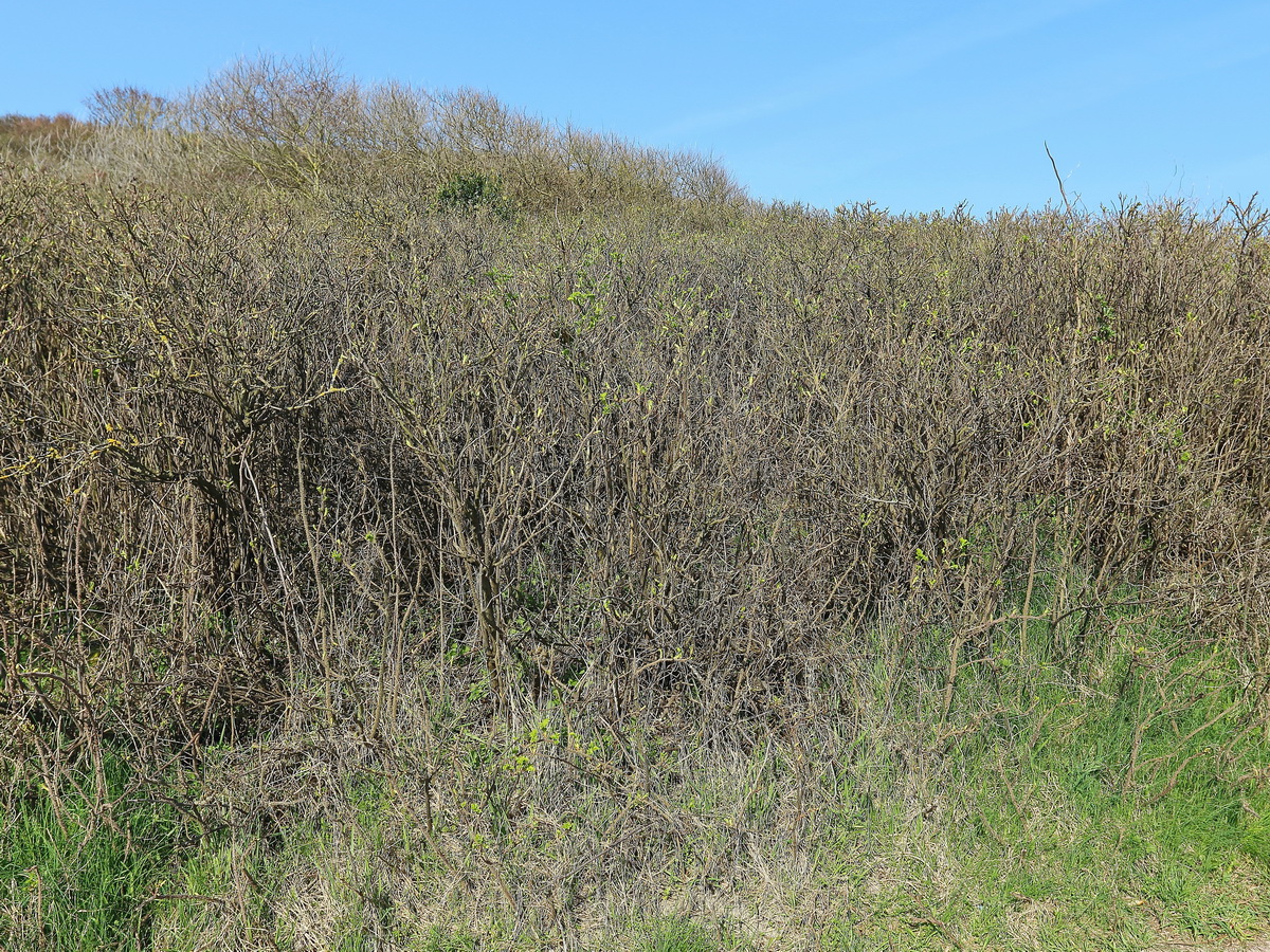 Bepflanzung der Dünen in Westerland auf Sylt am 19. April 2018.