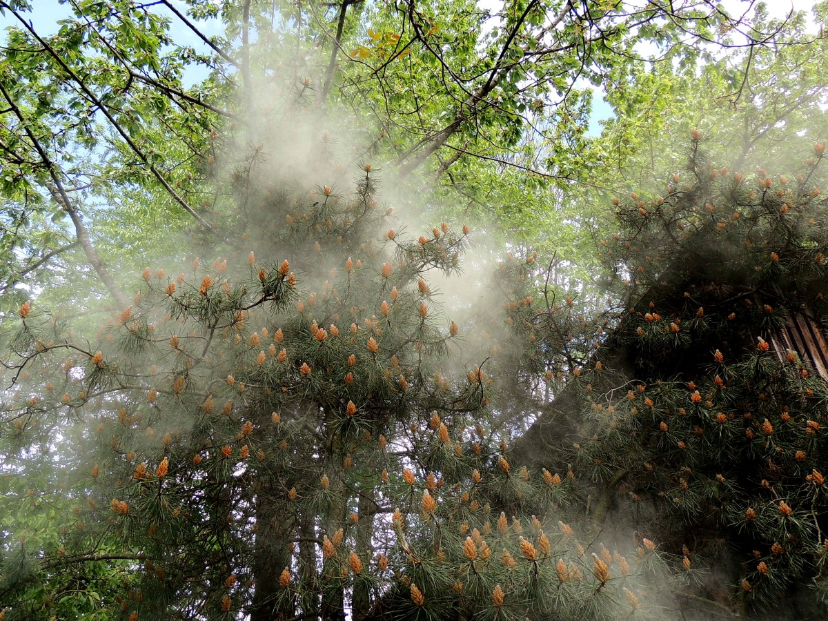 Bergkiefer (Pinus mugo) gibt eine Blütenstaubwolke von sich; 140510