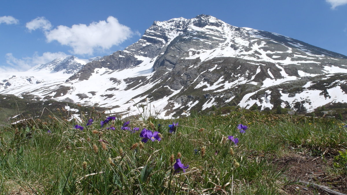 Bergwiese mit blühenden Sporn-Stiefmütterchen / Langsporn-Veilchen (Viola calcararta) auf der Passhöhe Simplonpass (2.005 m) vor schneebedeckten Bergen im Hintergrund; 10.06.2014
