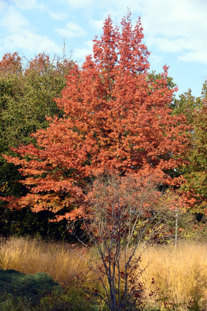 BERLIN, 13.10.2019, im Britzer Park im Ortsteil Britz