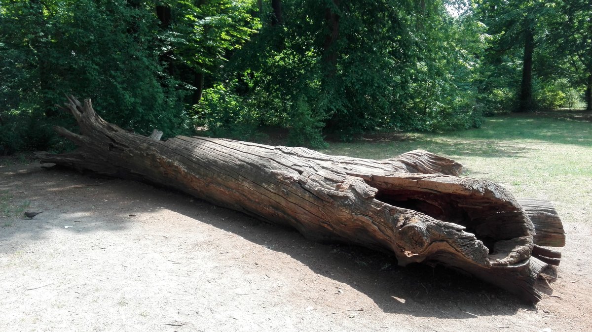 Berlin. Ein Baumstamm ziert eine Liegewiese im Charlottenburger Schlosspark und dient als Lebensraum für Kleinsttiere. Aufgenommen am 04.06.2020.