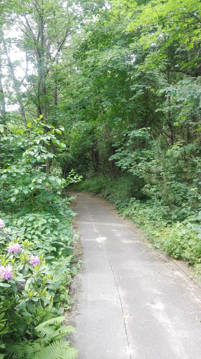 Berlin. Ein Wanderweg im Park des Friedhof Heerstraße am Olympiastadion in Berlin. Aufgenommen am 07.06.2020.