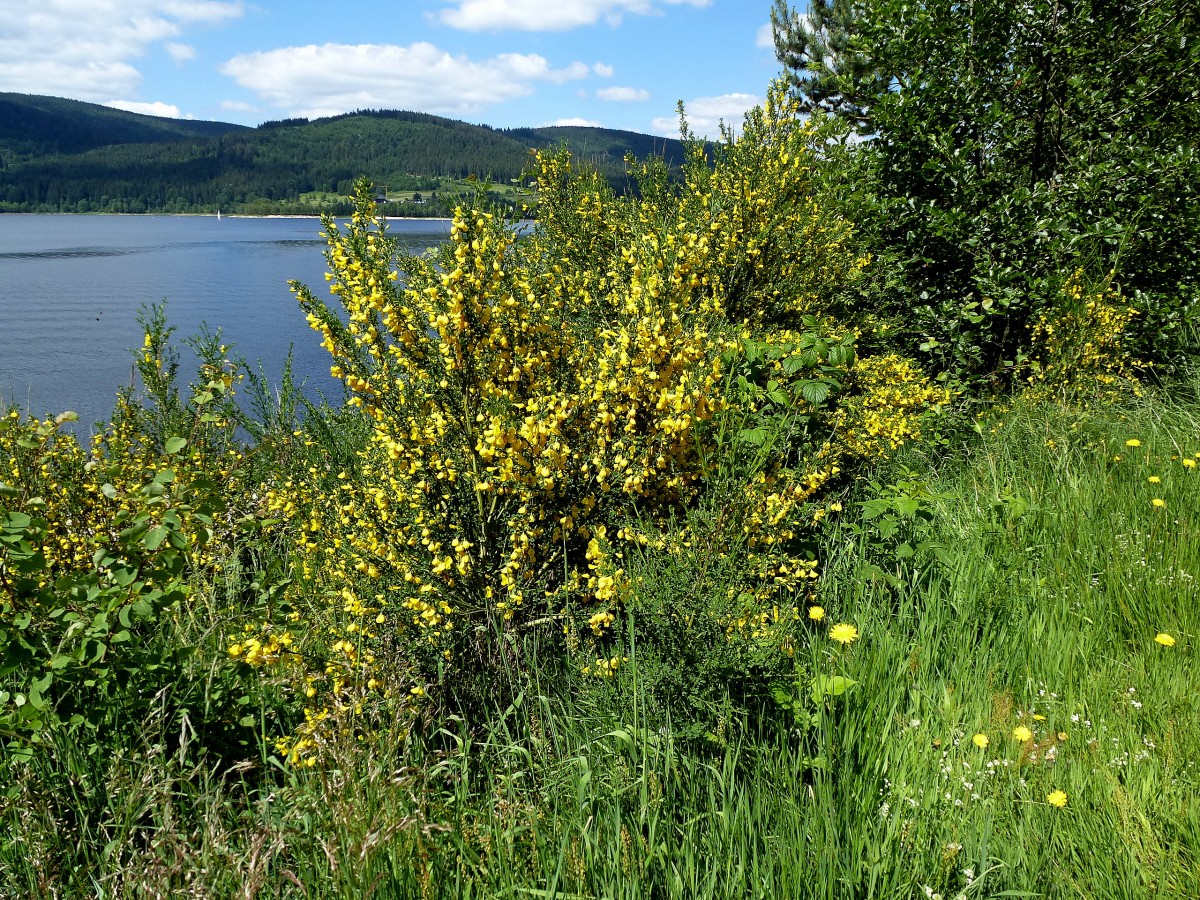 Besenginster am Schluchsee/Schwarzwald, der bis zu 2m hohe Strauch ist giftig, Juni 2014