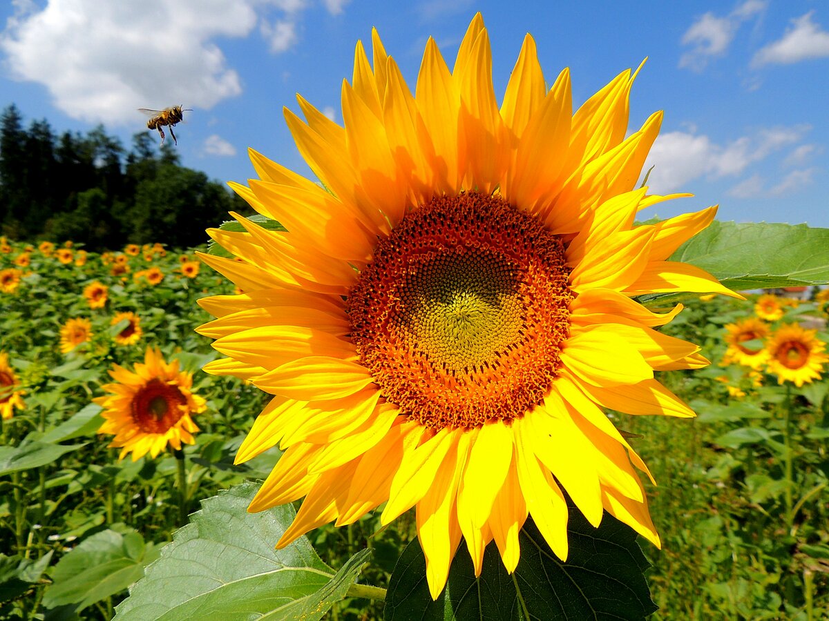 Biene im Zielanflug, oder Attacke auf eine Sonnenblumenblüte; 220716