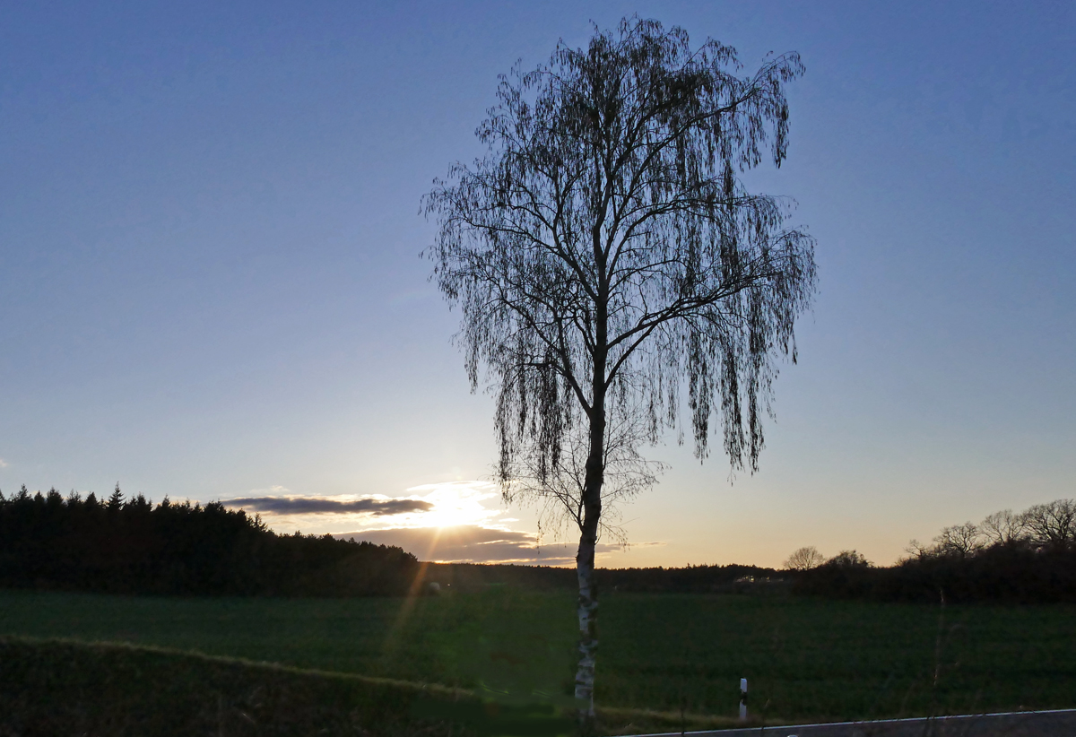 Birke als Schattenriss vor untergehenden Sonne bei Bad Münstereifel - 21.03.2020