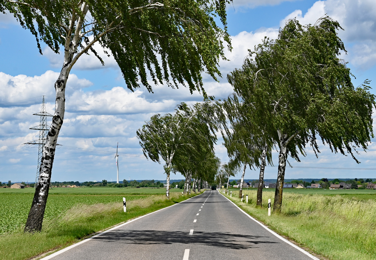 Birkenallee an einer Landstraße bei Swisttal-Odendorf - 25.05.2022