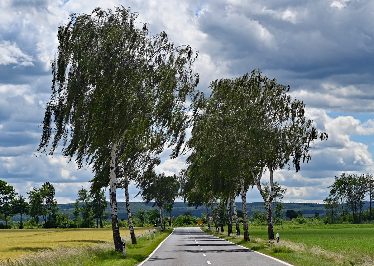 Birkenallee an einer Landstraße bei Swisttal-Odendorf - 25.04.2022