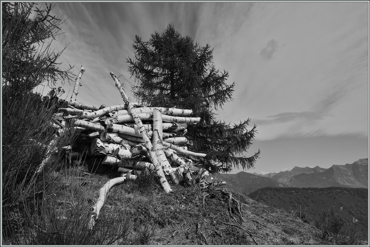 Birkenholz und ein Nadelbaum vor einer interessante Wolken-Kulisse oberhalb von Locarno.
Sept. 2014