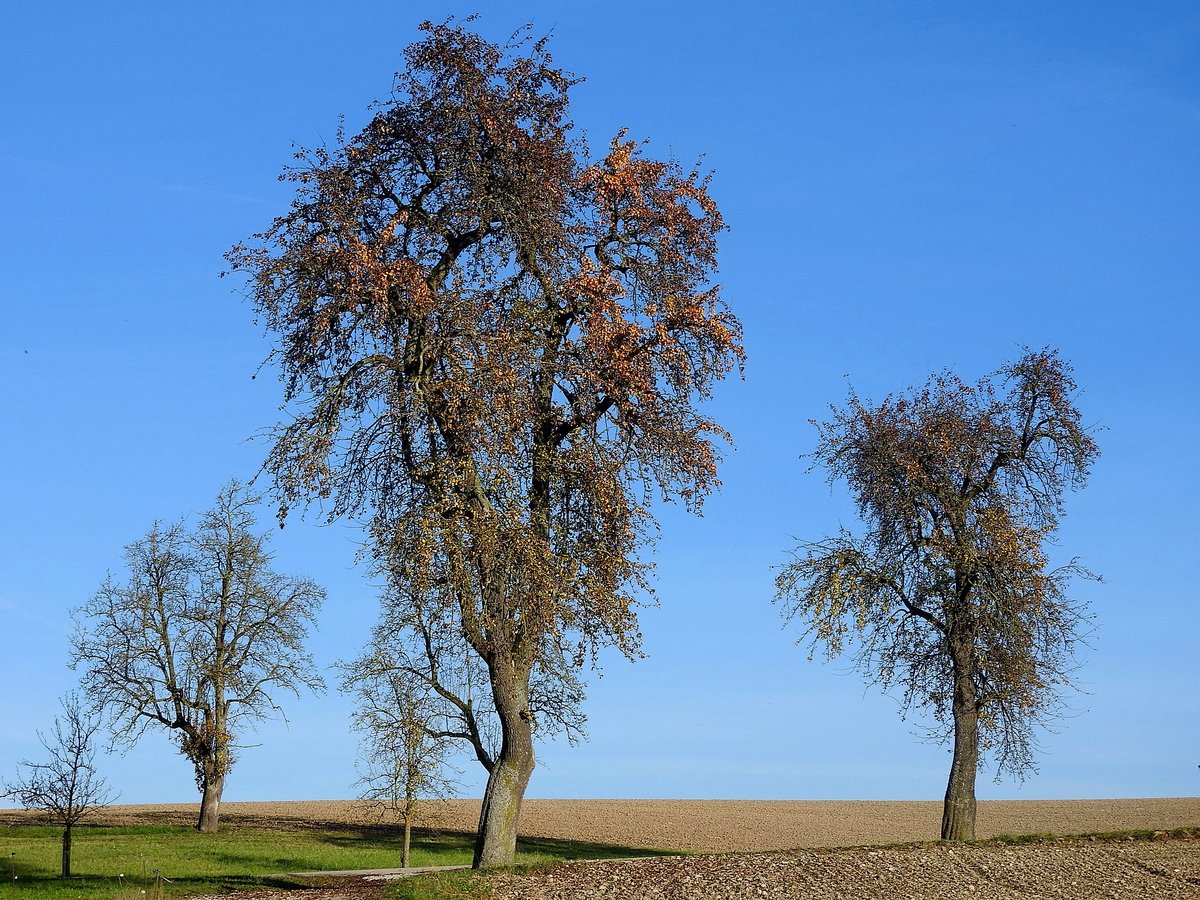 Birnbäume mit noch etwas Laub an ihren Ästen; 161101