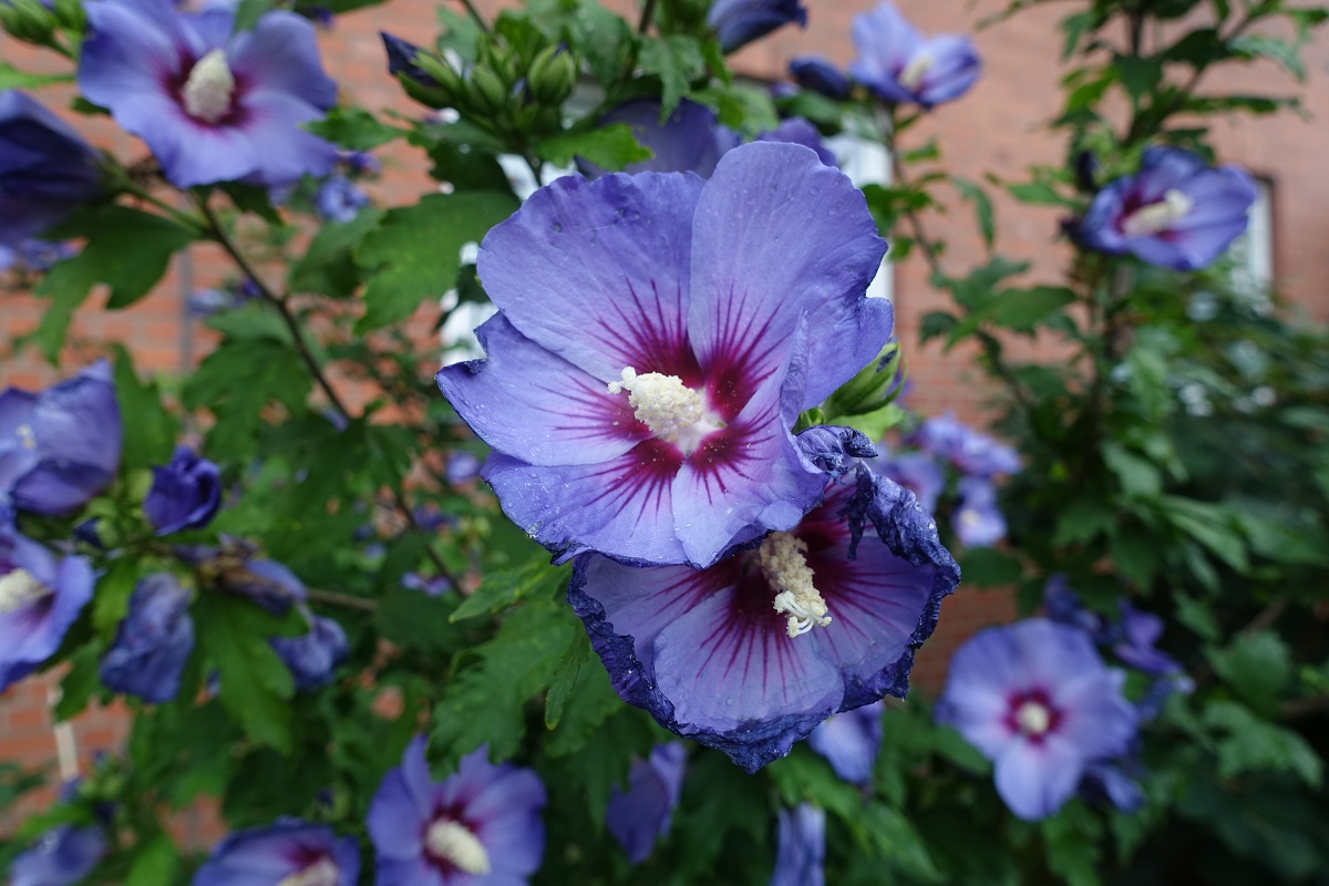 Blaue Hibiskusblüten (deutsch Eibisch) am 16.8.2021 in Hamburg-Billstedt /