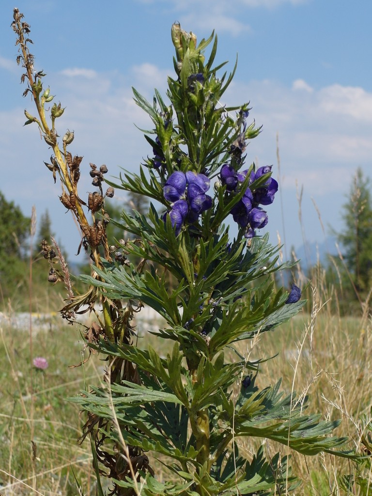 Blauer Eisenhut  (Aconitum napellus), auch genannt Gifthut, Sturmhut, Ziegentod, Apollonienkraut, Eisenhart, Eisenhütel… Nähe Trinkeralm (1800m); 12.08.2015
