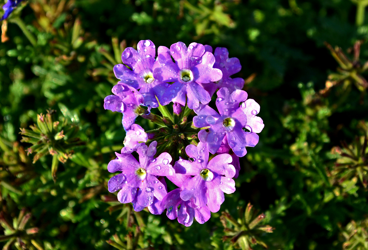 Blaukissen mit  Wasserperlen  im Garten - 22.08.2015