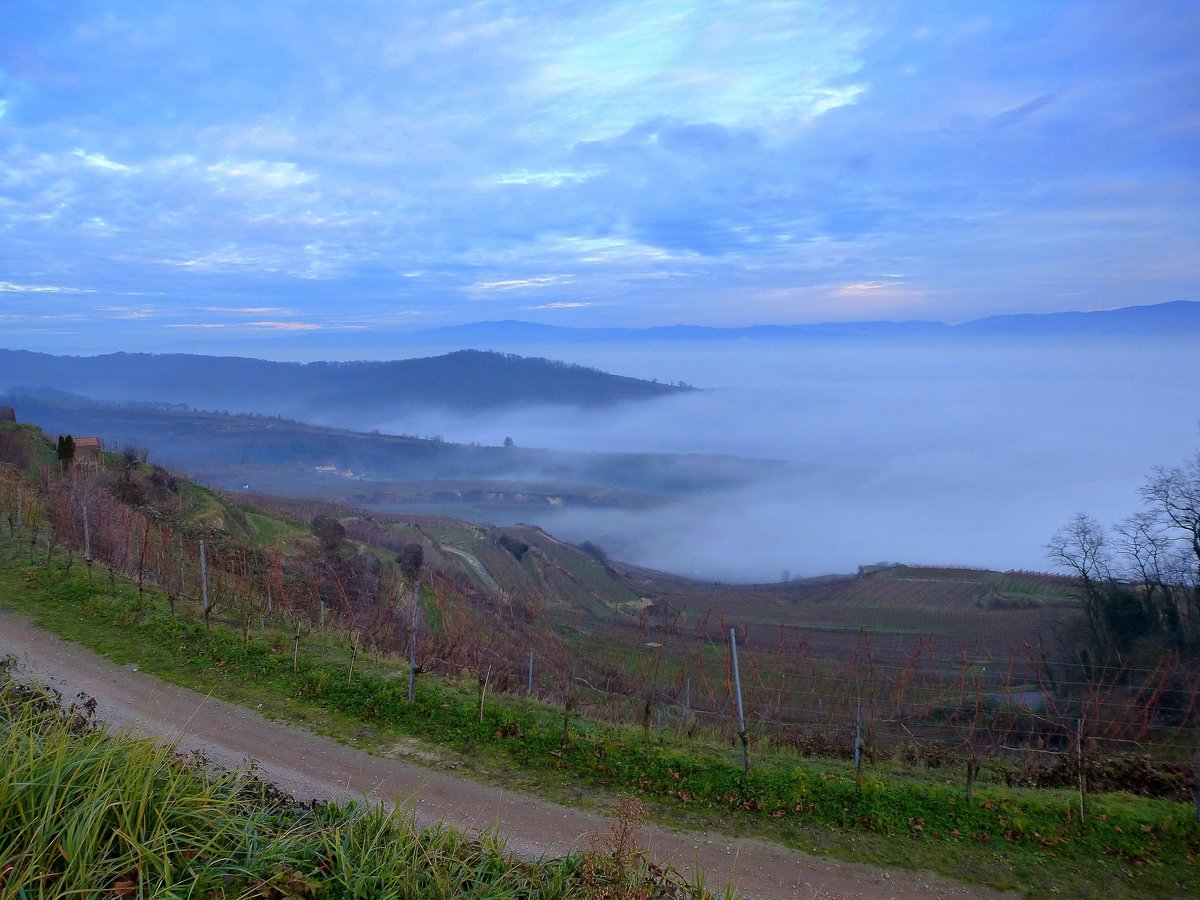 Blick vom 340m hohen Lenzenberg im sdlichen Kaiserstuhl zum Schwarzwald, an einem typischen Sptherbsttag mit viel Nebel in der Rheinebene, Dez.2016