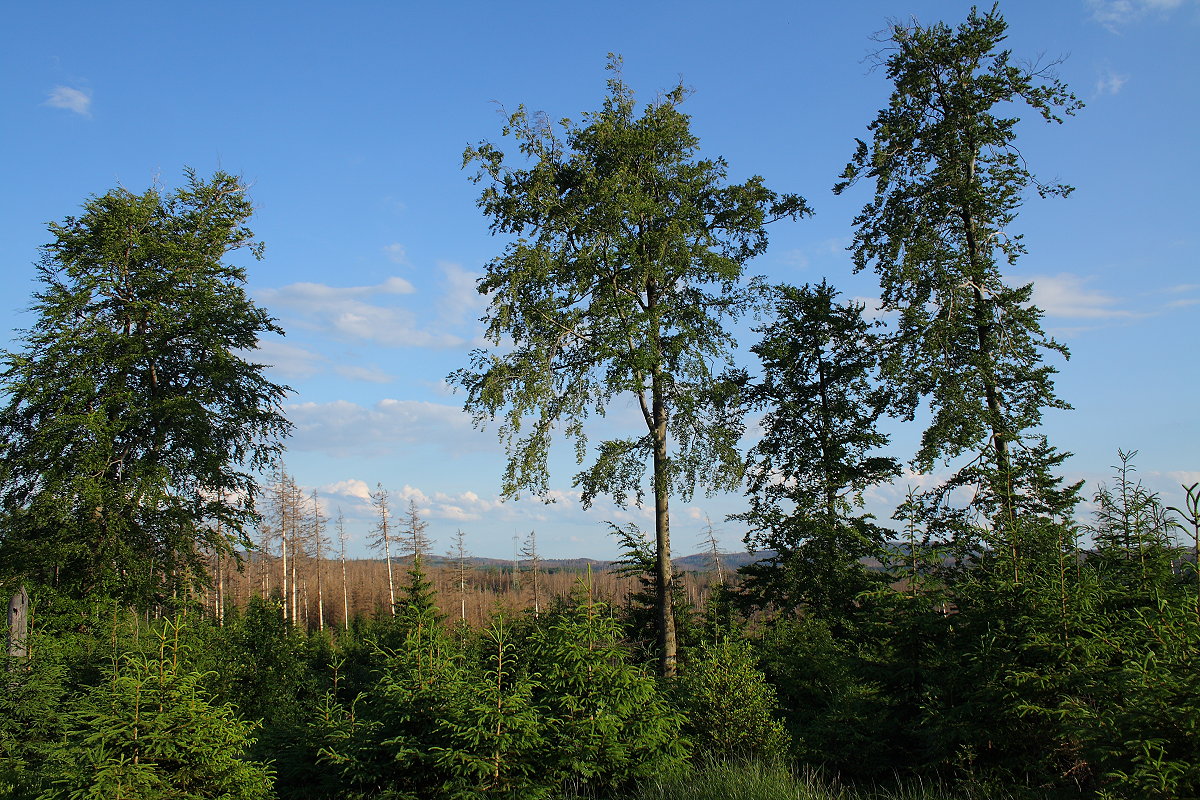 Blick an der Hahnenkleer Waldstraße auf jungen Mischwald, ältere schöne Laubbäume und über tote ehemalige Fichtenforste bis hinüber zur gegenüber liegenden Bergreihe jenseits des Harzer Odertals...