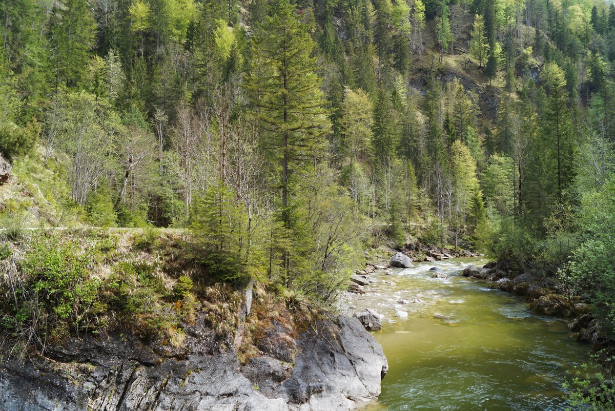 Blick auf die Brandenberger Ache am 01.05.2020: Während im umliegenden Mischwald die Buchenbäume auszutreiben beginnen, fließt die grüne Ache am schroffen Gestein vorbei Richtung Inntal.