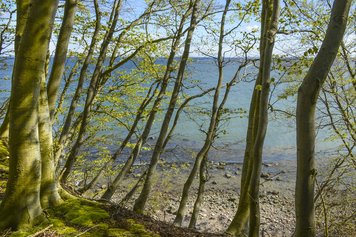 Blick auf dei Flenshurger Förde vom Skelde Kobbelskov auf Broagerland (Nordschleswig/Sønderjylland). Aufnahme: 22. April 2024.