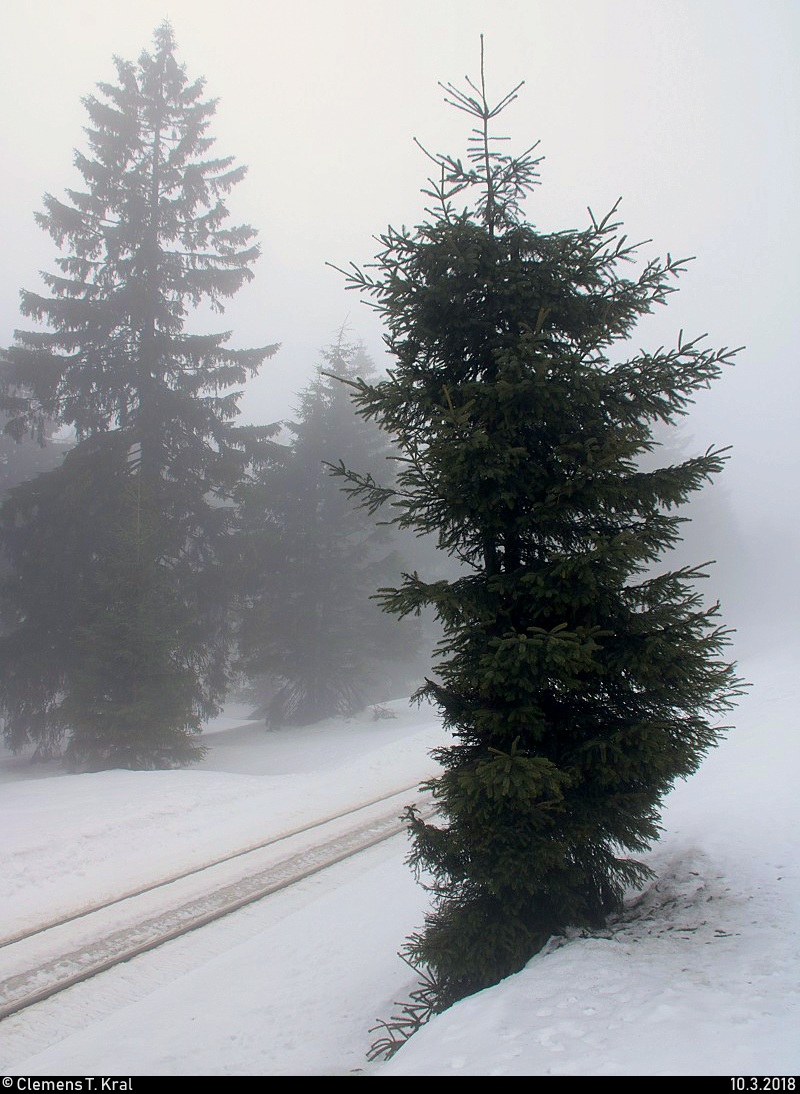 Blick auf einen äußerst schmalen Nadelbaum am Goetheweg beim Brocken, der von dem regelmäßigen Zugverkehr der Harzer Schmalspurbahnen GmbH (HSB) gezeichnet ist. [10.3.2018 | 12:49 Uhr]