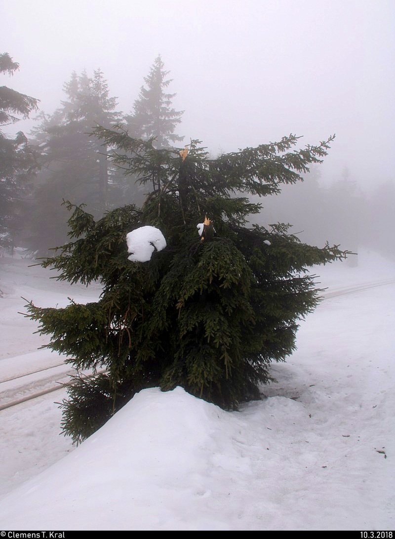 Blick auf einen Nadelbaum am Goetheweg beim Brocken, der wahrscheinlich durch den Sturm  Friederike  etwas versehrt aussah. [10.3.2018 | 13:03 Uhr]