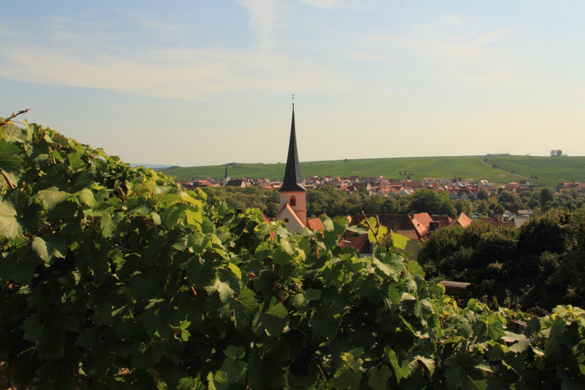 Blick auf Escherndorf am 12.09.2015.