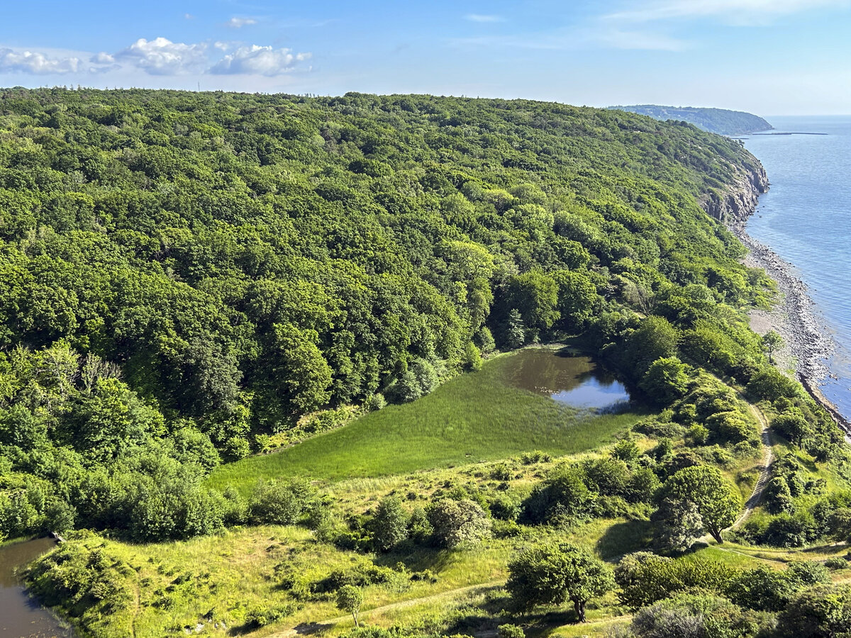 Blick auf das große Waldgebiet südlich von Hammershus (Bornholm/Dänemark). Aufnahme: 16. Juni 2023.