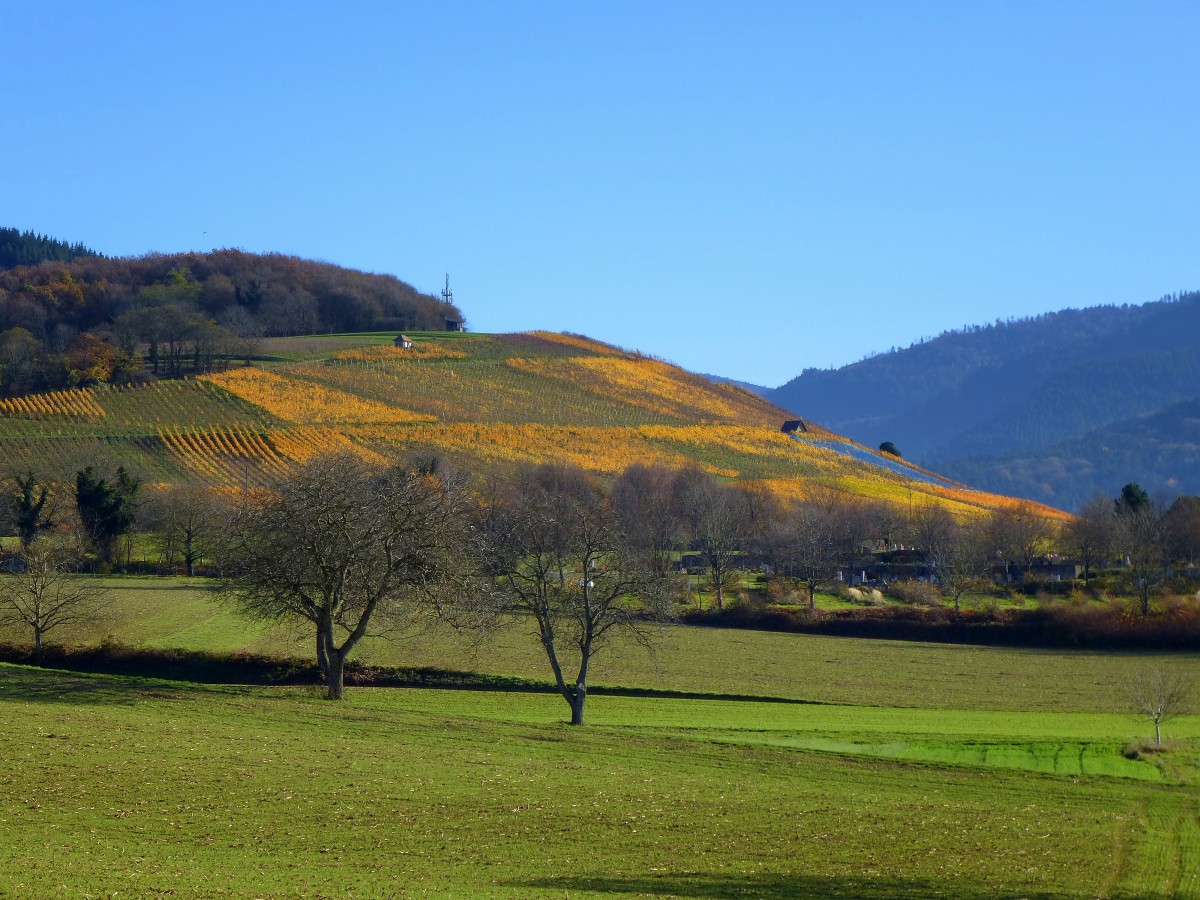 Blick auf den herbstlich gefrbten Rmerberg, bekannte Weinlage bei Badenweiler, Nov.2015