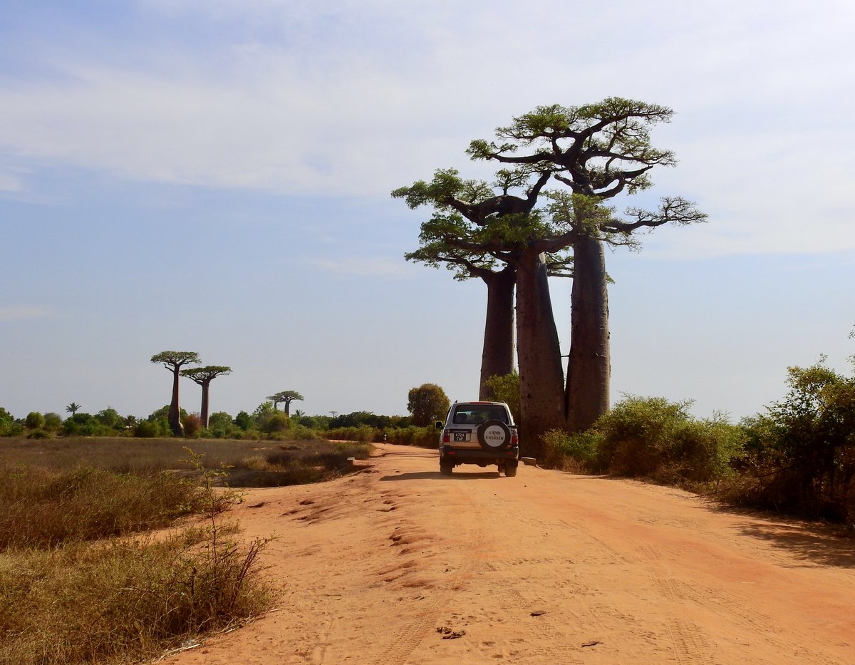 Blick auf die Nationalstraße N8, nördlich von Morondava auf Madagaskar. Eine wundervolle Landschaft mit diesen schönen Baobabs. Foto vom 10.11.2018.