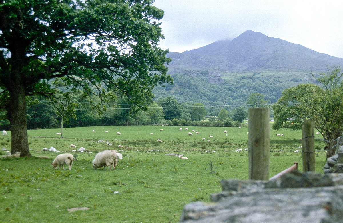 Blick auf Snowdonia von Model Schaf Doll-Haidd. Bild vom Dia. Aufnahme: Juni 1991.