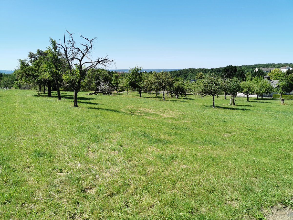 Blick auf die Streuobstwiesen am Ortsrand von Fernwald Annerod. Aufgenommen am 24.06.2020 von der Verlängerung der Kirchstraße zwischen Gartenstr. und Friedhof.