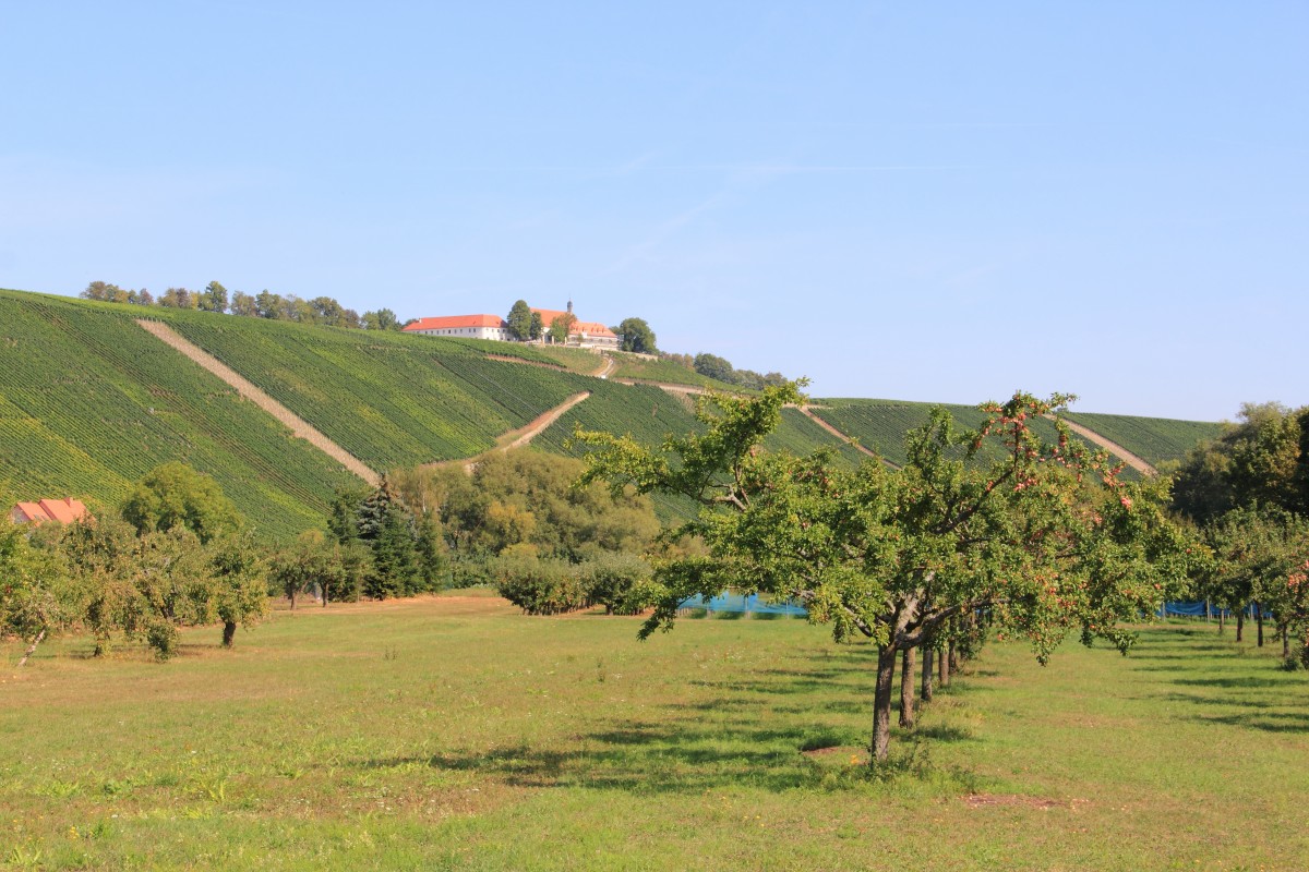 Blick auf die Vogelsburg bei Escherndorf am 12.09.2015.