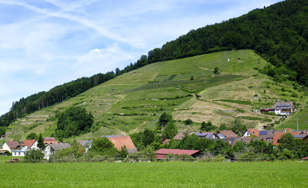 Blick auf die Weinberge, Lage Eichberg, im Glottertal / Schwarzwald, Mai 2022