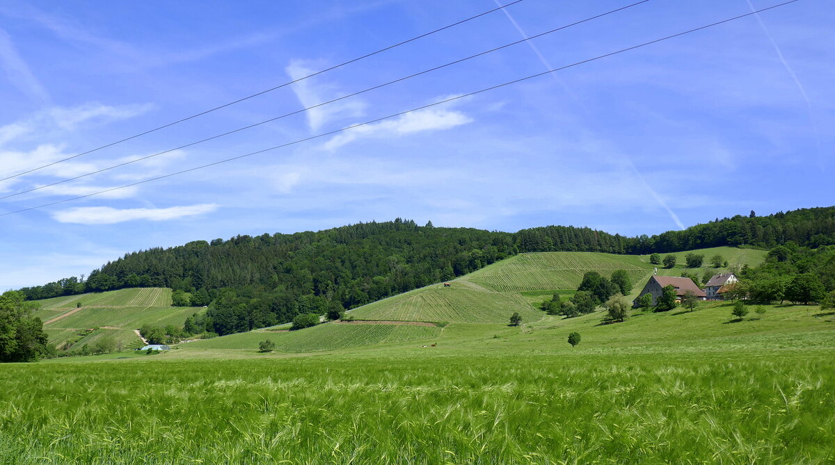 Blick auf die Weinberge im unteren Glottertal / Schwarzwald, Mai 2022