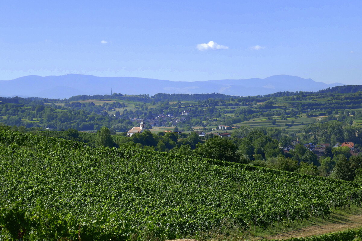 Blick auf den Weinort Tutschfelden, eingebettet in die Vorbergzone des Schwarzwaldes, Aug.2022