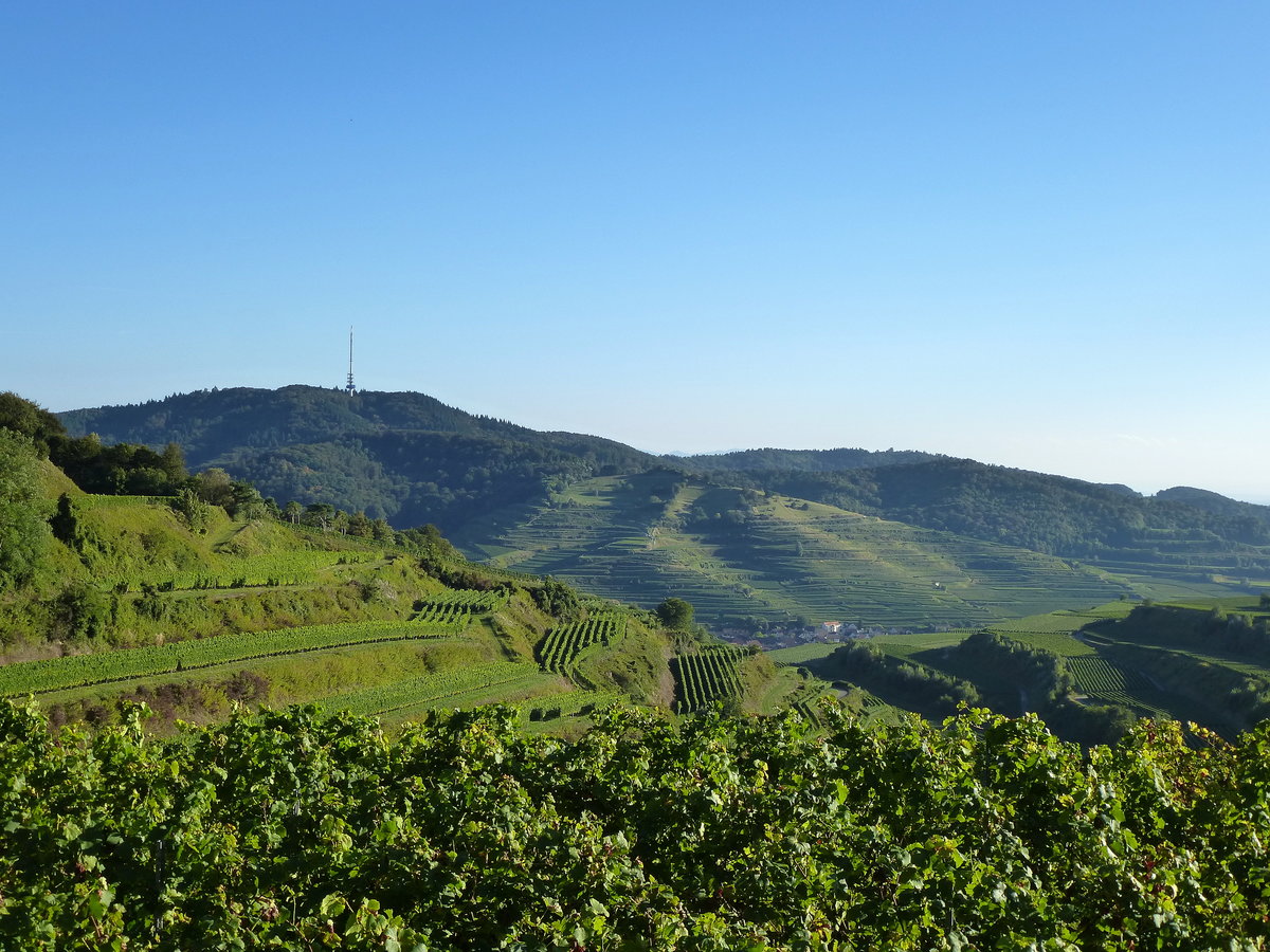 Blick auf die Weinterrassen im Kaiserstuhl, im Tal der Weinort Oberbergen, Sept.2016