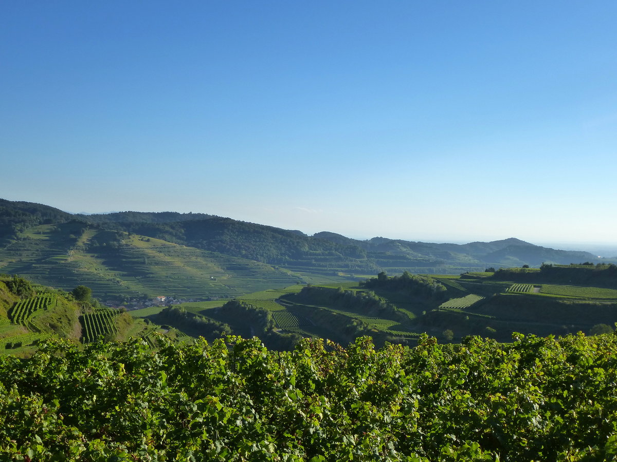 Blick auf die Weinterrassen im Kaiserstuhl, im Tal der Weinort Oberbergen, Sept.2016