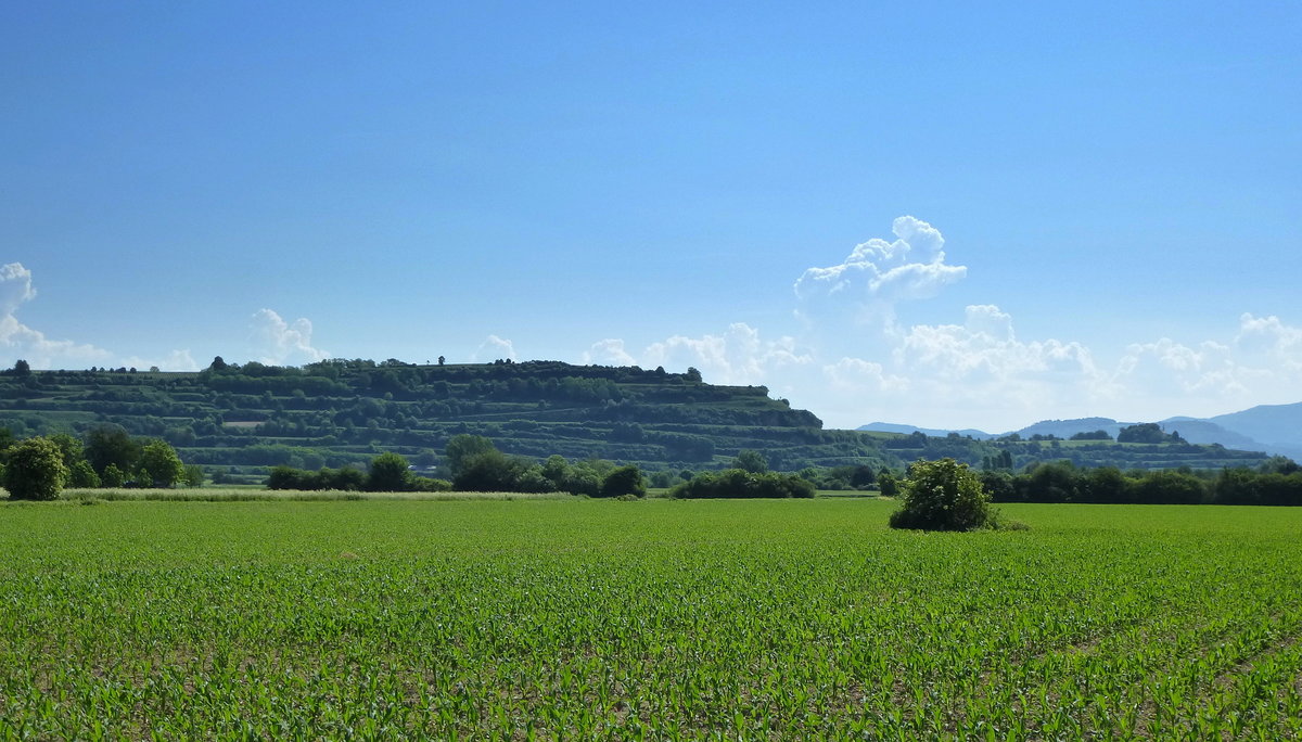 Blick aus der Rheinebene bei Hausen a.M.auf die sdlichen Auslufer des Tuniberges, im Hintergrund rechts der Schwarzwald, Mai 2017