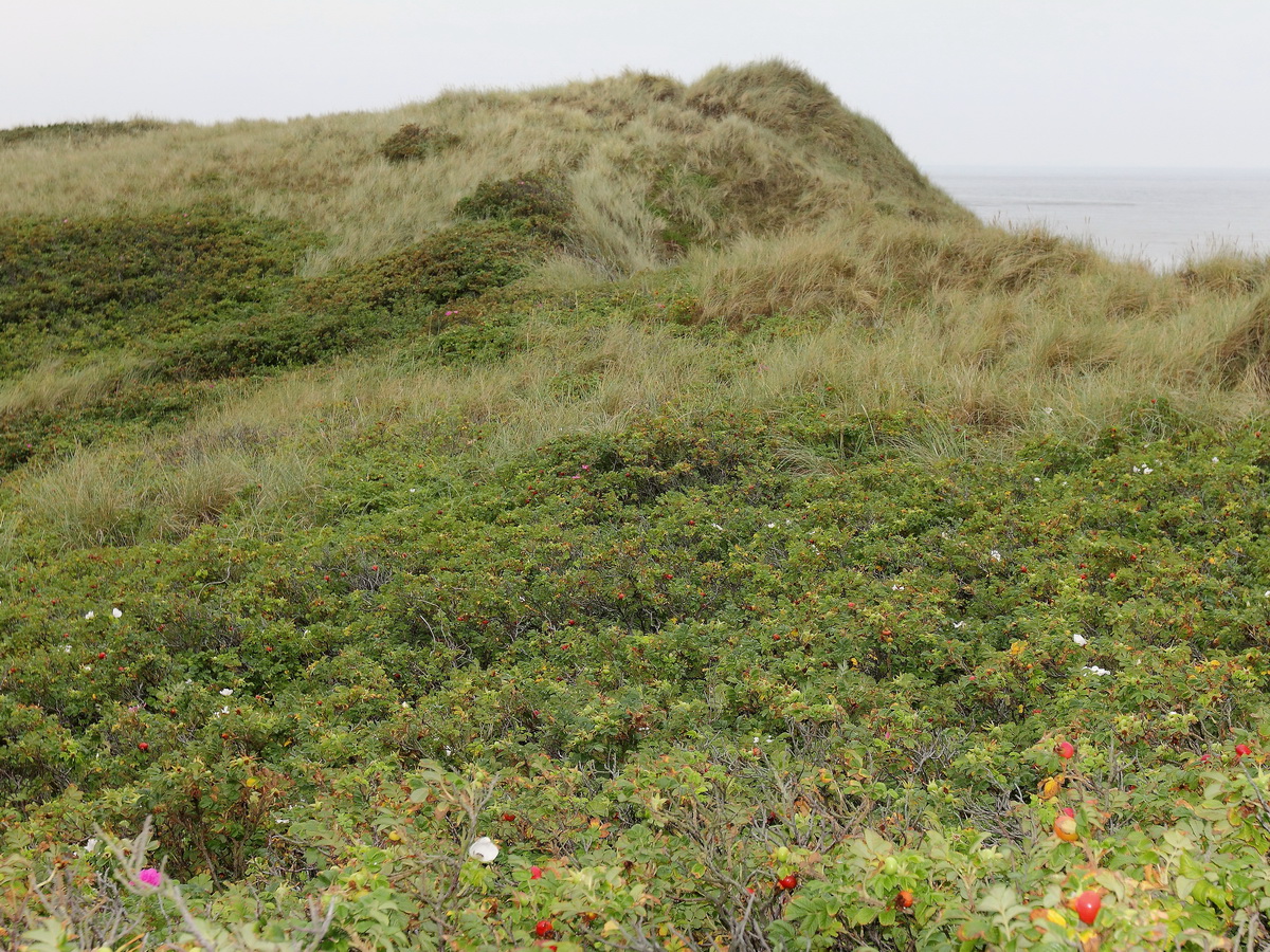 Blick aus Westerland (Sylt) auf das  Ende der Promenade am 19. August 2015.