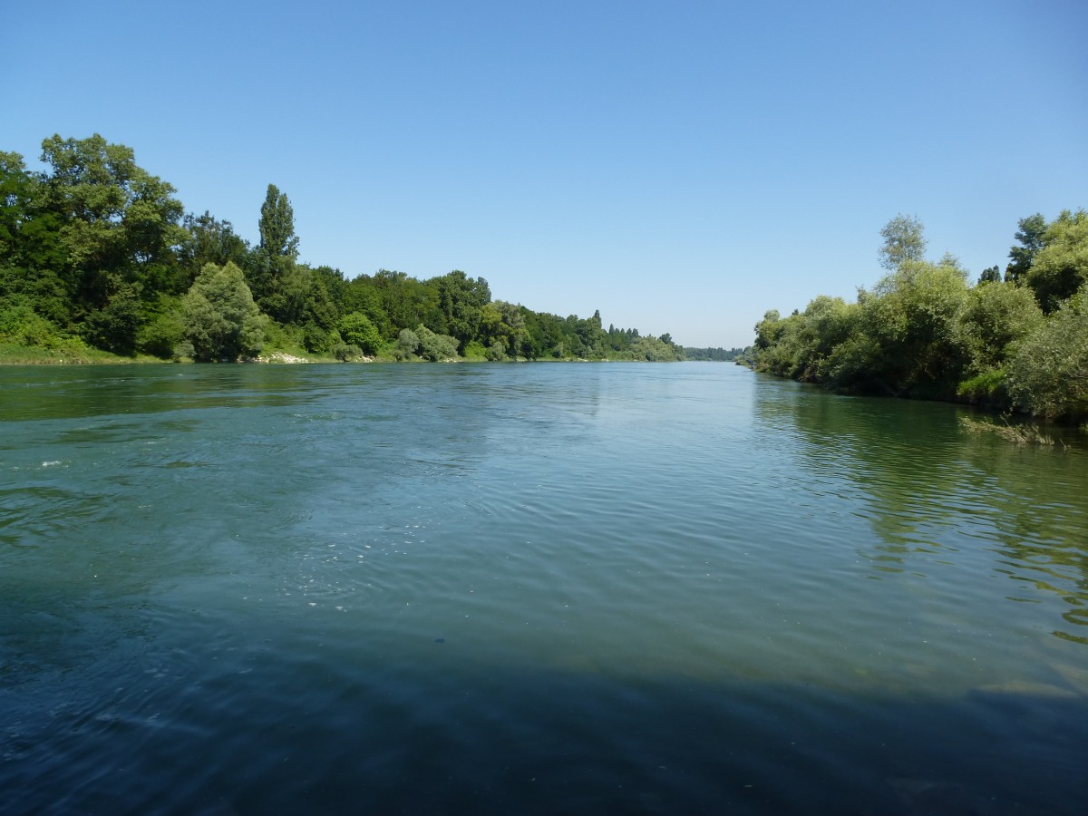 Blick von der Brcke ber den Altrhein bei Hartheim fluabwrts, Juli 2015 