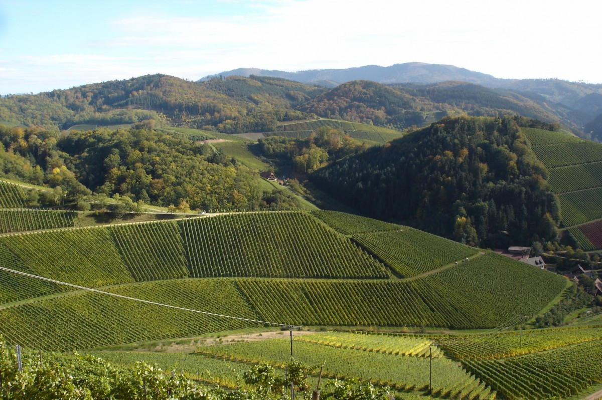 Blick von der Burg Staufenberg auf den Schwarzwald und die Weinberge der Ortenau, Okt.2004