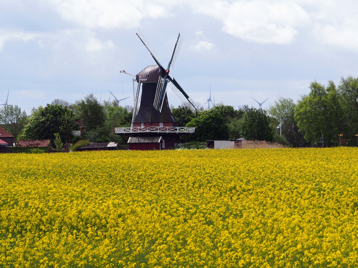 Blick vom Deich bei Bensersiel auf die Peldemühle in Esens, eine Galerie-Holländerwindmühle von 1850, zur Zeit der Rapsblüte. (14. Mai 2014)