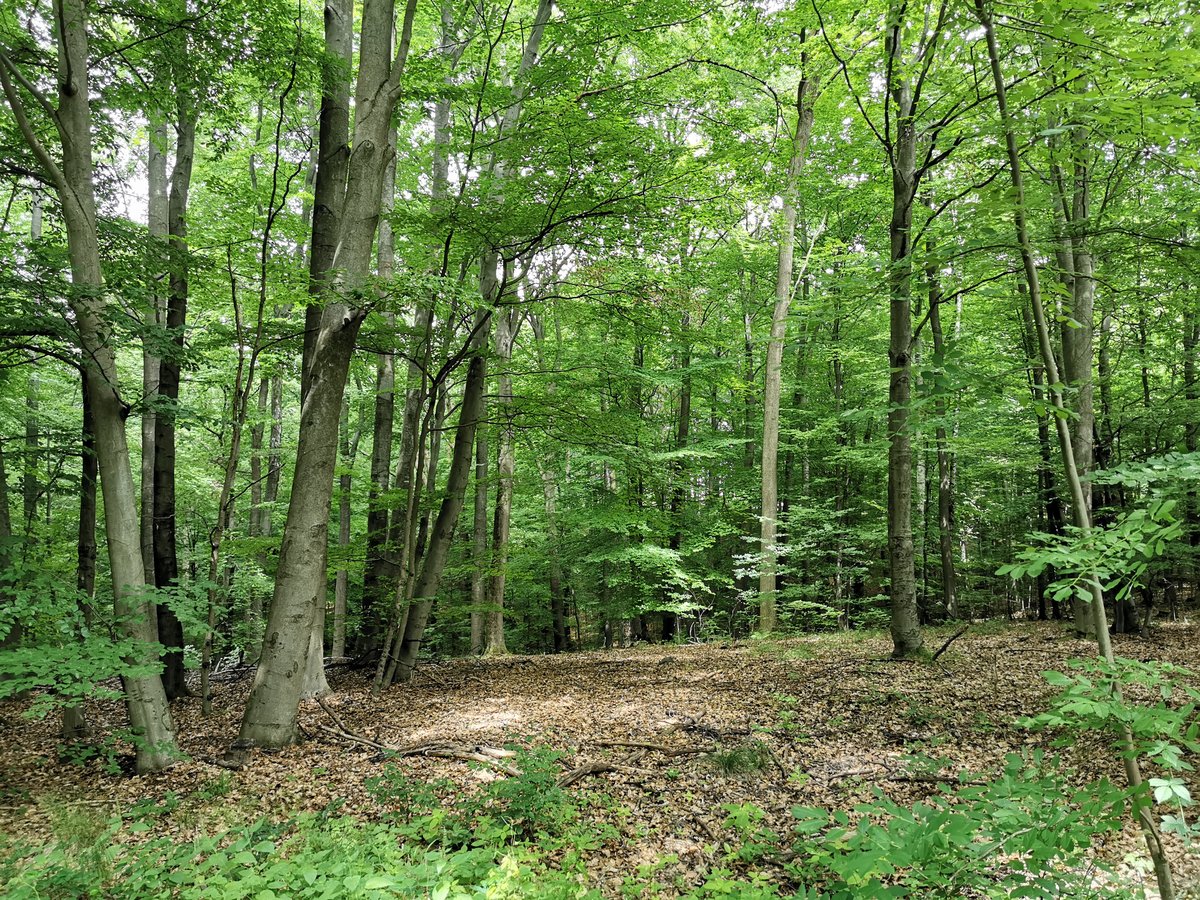 Blick in den dichten Laubwald in den das Sonnenlicht fällt. Aufgenommen an der 9. Schneise auf der Hohen Warte bei Fernwald Annerod. Foto vom 25.06.2020.