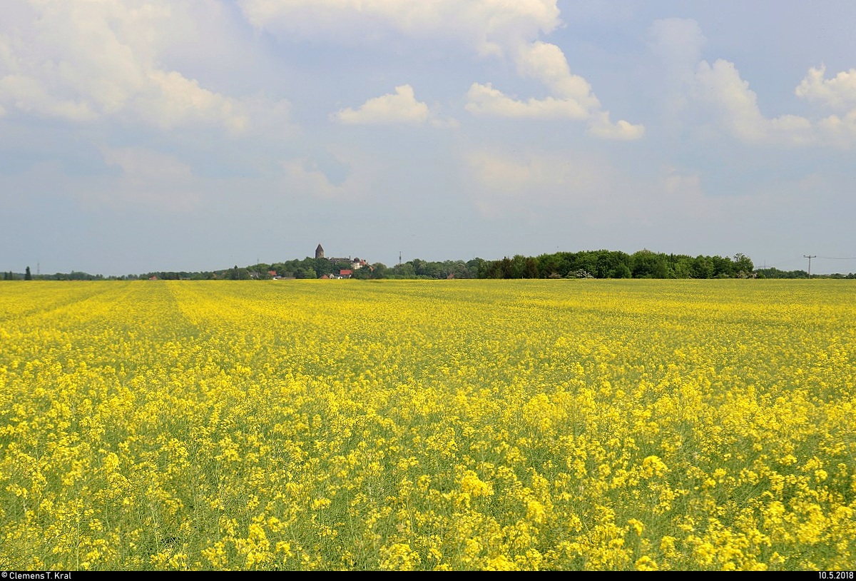 Blick von einem Rapsfeld in Braschwitz auf Hohenthurm (Stadt Landsberg), ein ganz offensichtlicher Ortsname. [10.5.2018 | 14:52 Uhr]