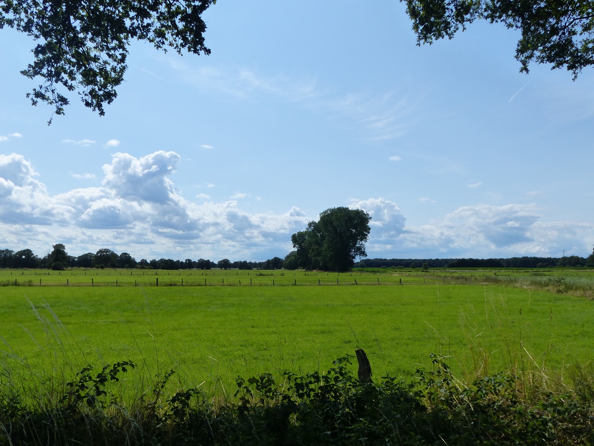 Blick in das Emsdettener Venn, 20.07.2023