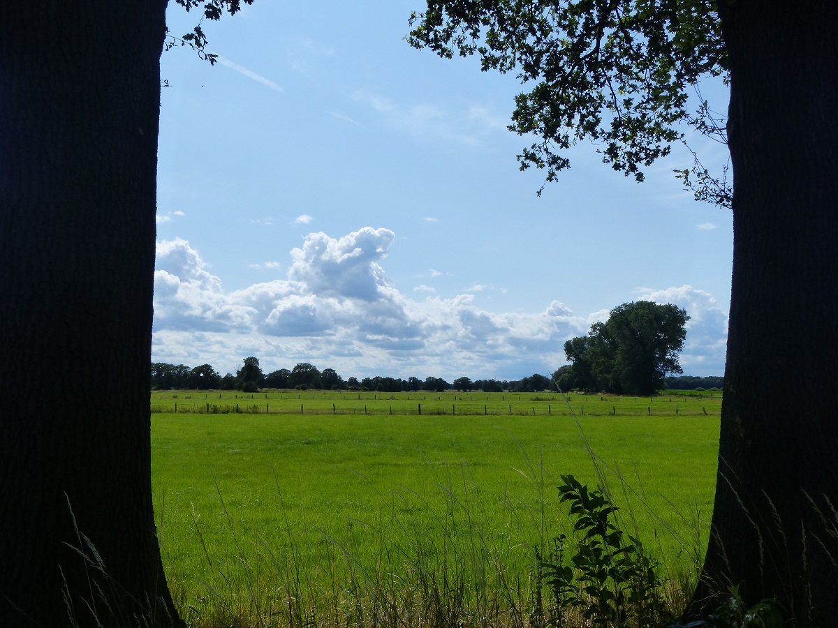 Blick in das Emsdettener Venn, 20.07.2023